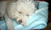 Diabetes in Dogs