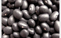 Foods High in Antioxidants – Best Beans to Eat for Protecting Against Oxidative Stress